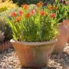 Lucca Terracotta Pot -GardenGlamour pr2000012805