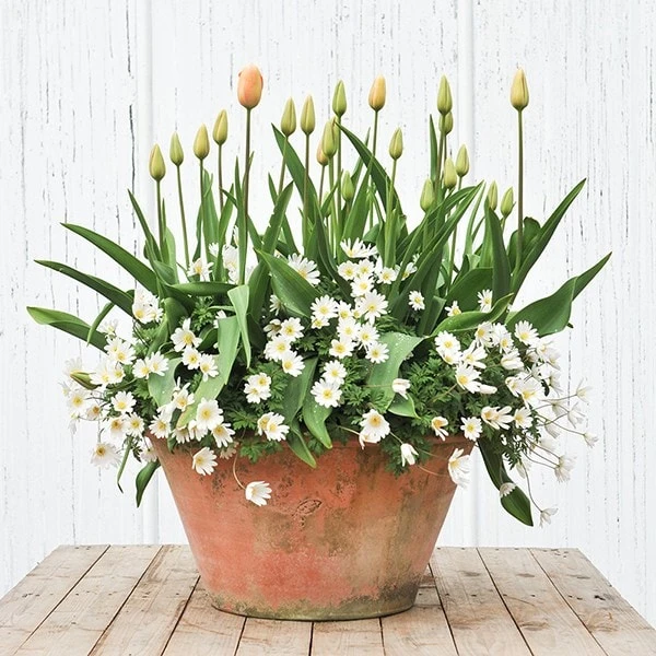 Lucca Terracotta Pot 6 Lucca Terracotta Pot - Image 4