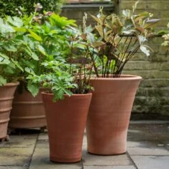 Empoli Terracotta Lily Pot -GardenGlamour pr2000012808 card5 lg