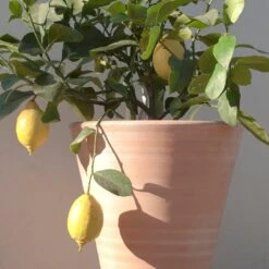 Empoli Terracotta Lily Pot -GardenGlamour pr2000012808 card6 lg