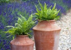 Terracotta Oil Pot -GardenGlamour pr2000016940 card3 lg