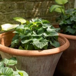 Terracotta Arc Pot -GardenGlamour pr2000016942 card3 lg