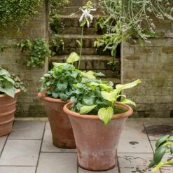 Terracotta Arc Pot -GardenGlamour pr2000016942 card5 lg