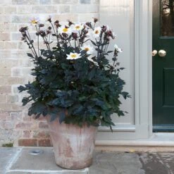 Terracotta Arc Pot -GardenGlamour pr2000016942 card7 lg