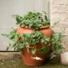 Terracotta Strawberry Pot -GardenGlamour pr2000017234