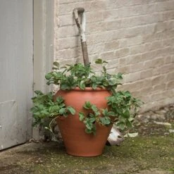 Terracotta Strawberry Pot -GardenGlamour pr2000017234 card3 lg
