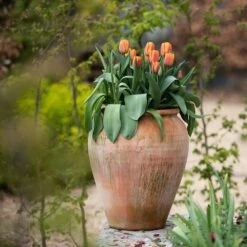 Terracotta Tulip Pot -GardenGlamour pr2000017349 card3 lg