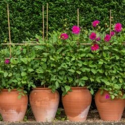 Terracotta Tulip Pot -GardenGlamour pr2000017349 card5 lg