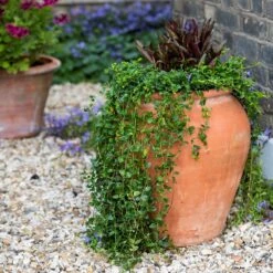 Terracotta Tulip Pot -GardenGlamour pr2000017349 card6 lg