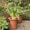 Terracotta Flared Rim Pot -GardenGlamour pr2000017350