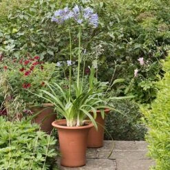 Terracotta Flared Rim Pot -GardenGlamour pr2000017350 card3 lg