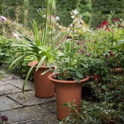 Terracotta Flared Rim Pot -GardenGlamour pr2000017350 card5 lg