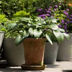 Terracotta Flared Rim Pot -GardenGlamour pr2000017350 card6 lg