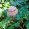 Terracotta Rhubarb Forcer -GardenGlamour pr2000017359