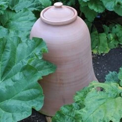 Terracotta Rhubarb Forcer -GardenGlamour pr2000017359 card6 lg