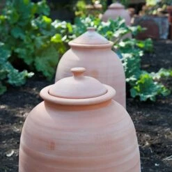 Terracotta Rhubarb Forcer -GardenGlamour pr2000017359 card8 lg