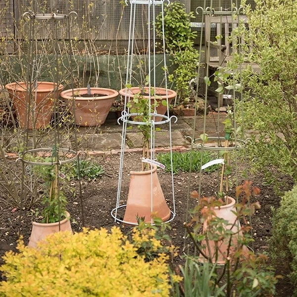 Clematis Root Protector 6 Clematis Root Protector - Image 4