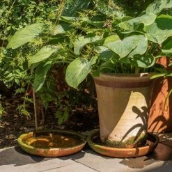 Terracotta Saucer -GardenGlamour pr2000022770 card4 lg