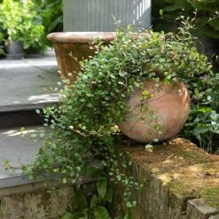 Terracotta Babylon Hanging Pot -GardenGlamour pr2000023695 card8 lg