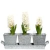 Galvanised Pots - Set Of 3 With Tray 1 Galvanised Pots - Set Of 3 With Tray -GardenGlamour pr2000026339