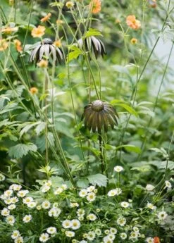 Echinacea Plant Stake - Antique Bronze -GardenGlamour pr2000026357 card4 lg