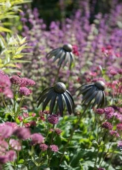 Echinacea Plant Stake - Antique Bronze -GardenGlamour pr2000026357 card7 lg