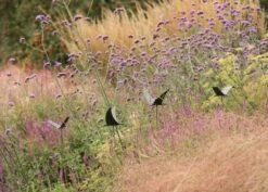 Silhouette Flying Bird 13 Silhouette Flying Bird -GardenGlamour pr2000026361 card6 lg