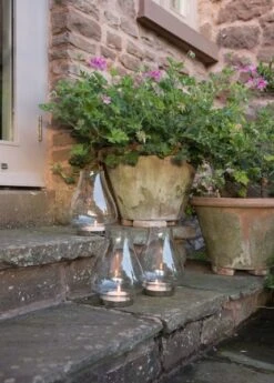 Tulip Hurricane Lantern -GardenGlamour pr2000026365 card7 lg