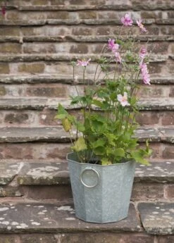 Faceted Galvanised Planter -GardenGlamour pr2000027856 card3 lg