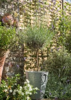 Faceted Galvanised Planter -GardenGlamour pr2000027856 card7 lg