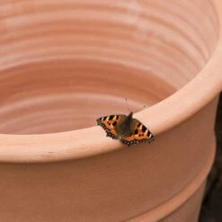 Monachou Fardipati Terracotta Pot -GardenGlamour pr2000028348 card3 lg