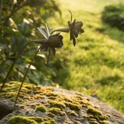 Daffodil Flower Stake - Antique Brass -GardenGlamour pr2000028377 card4 lg