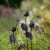 Poppy Seed Head Stake - Small Seed Head -GardenGlamour pr2000028379