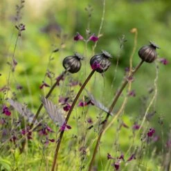 Poppy Seed Head Stake - Small Seed Head 16 Poppy Seed Head Stake - Small Seed Head -GardenGlamour pr2000028379 card7 lg