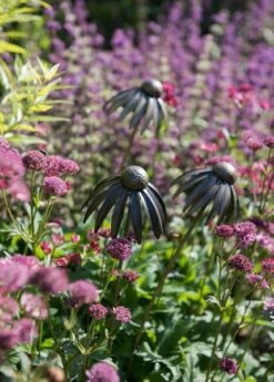 Echinacea Plant Stake - Antique Pewter -GardenGlamour pr2000028412 card3 lg