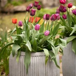 Zinc Dolly Tub Planter -GardenGlamour pr2000028721 card7 lg