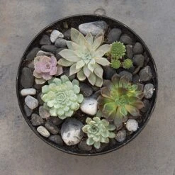 Rough Cast Aluminium Bowl - Charcoal Black -GardenGlamour pr2000028887 card6 lg