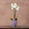 Recycled Glass Flared Orchid Pot - Violet -GardenGlamour pr2000031300