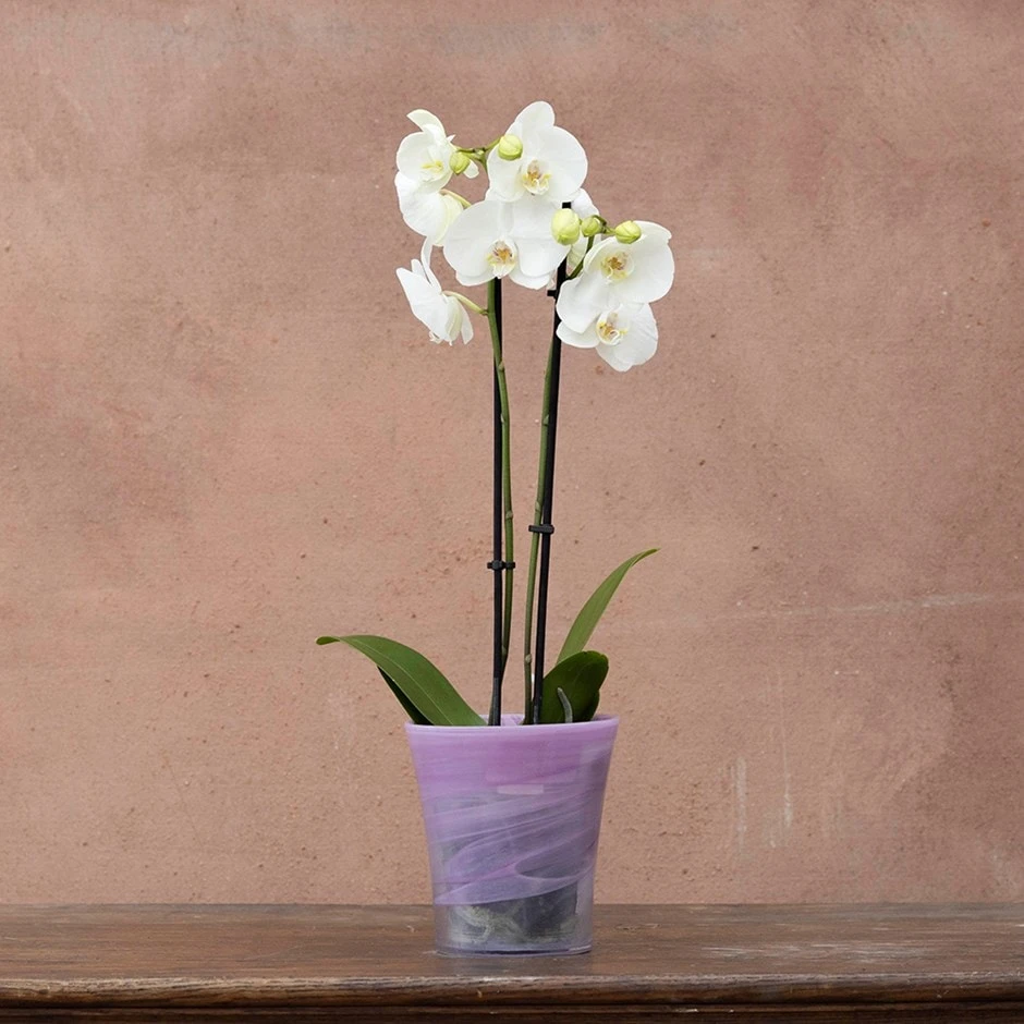 Recycled Glass Flared Orchid Pot - Violet 3 Recycled Glass Flared Orchid Pot - Violet