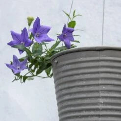 Hanging Aged Ribbed Planter -GardenGlamour pr2000031414 card3 lg