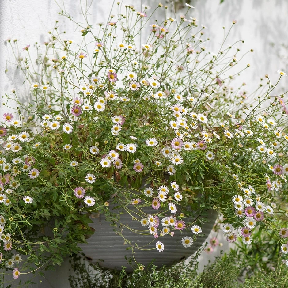 Hanging Aged Ribbed Bowl 3 Hanging Aged Ribbed Bowl