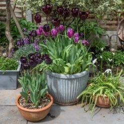 Zinc Dolly Pot -GardenGlamour pr2000031492 card7 lg