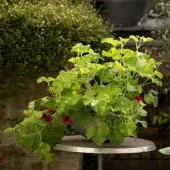 Sphere Plant Bowl -GardenGlamour pr2000031495 card5 lg