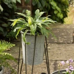 Tall Galvanised Planter With Stand -GardenGlamour pr2000031504 card4 lg