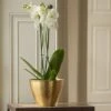 Solid Etched Brass Pot Cover -GardenGlamour pr2000031507