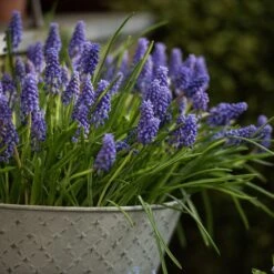 Aged Embossed Wall Planter - Aged Zinc 8 Aged Embossed Wall Planter - Aged Zinc -GardenGlamour pr2000033942 card3 lg