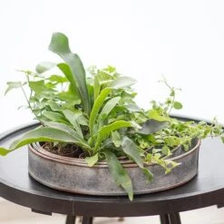 Pot Trays Aged Zinc - Set Of 3 -GardenGlamour pr2000033959 card4 lg