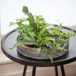 Pot Trays Aged Zinc - Set Of 3 -GardenGlamour pr2000033959 card5 lg