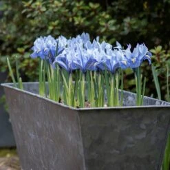 Dark Galvanised Window Trough -GardenGlamour pr2000033966 card7 lg