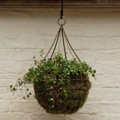 Hanging Tear Drop Basket - Wide 9 Hanging Tear Drop Basket - Wide -GardenGlamour pr2000033989 card4 lg
